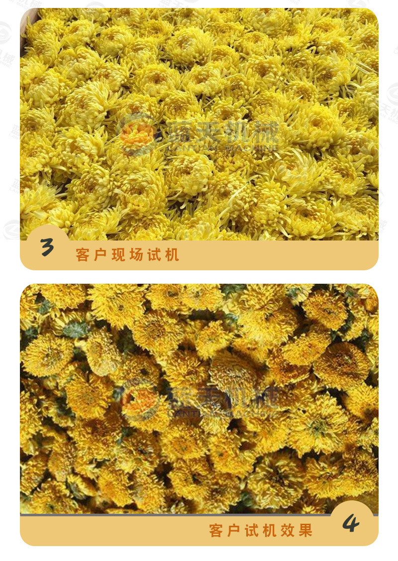菊花烘干机