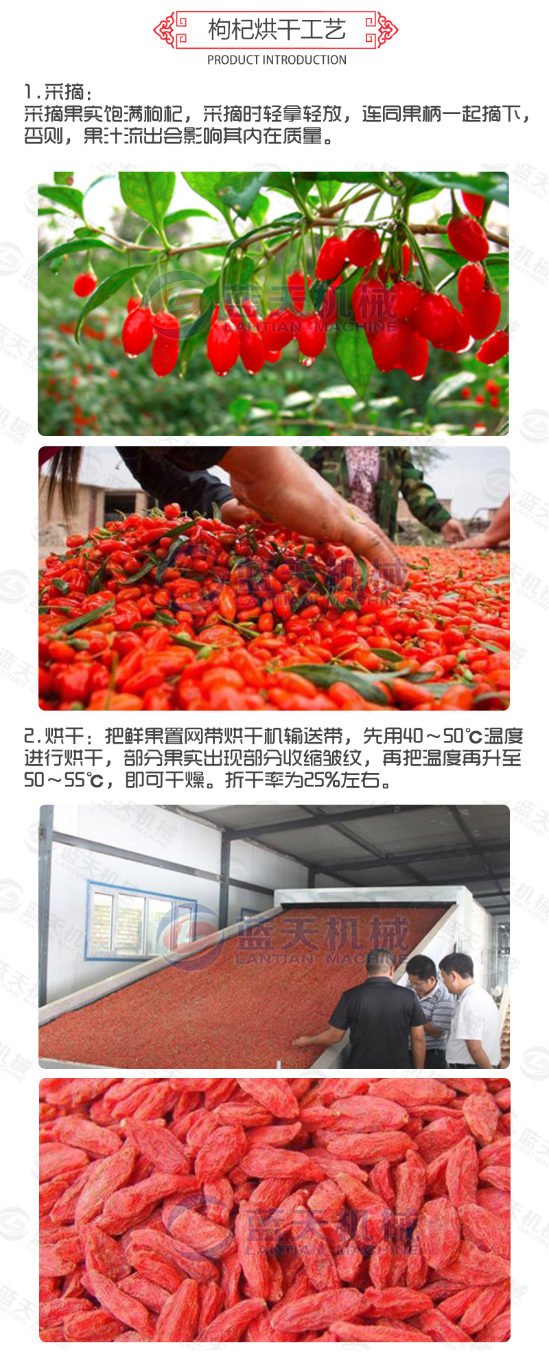 枸杞网带式烘干机烘干工艺